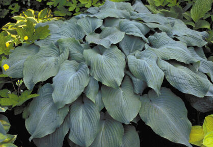 Funkia „Blue Angel” (Hosta)
