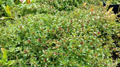 Macierzanka Wczesna "Red Carpet" -  (Thymus Praecox)