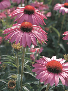Jeżówka Purpurowa "Bright Rose" (Echinacea Purpurea)