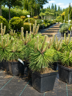 Sosna Gęstokwiatowa "Jane Kluis" (Pinus Densiflora)
