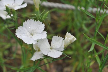 Goździk Kropkowany „White” (Dianthus Deltoides)