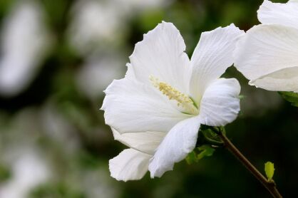 Ketmia Syryjska "Flower Tower White"  (Hibiscus Syriacus)