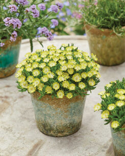 Delosperma Słonecznica Ice Cream™ Yellow (Delosperma Cooperi)