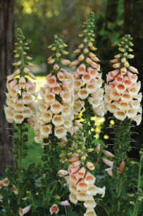 Naparstnica Purpurowa "Dalmatian Peach" (Digitalis Purpurea)