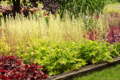 Żurawka "Rex Lime" (Heuchera)