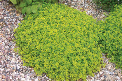 Macierzanka Cytrynowa "Aureus" ( Thymus Citriodorus )