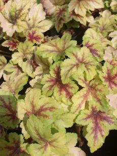 Żuraweczka "Golden Zebra" (Heucherella Hybrida)