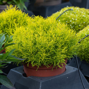 Santolina "Lemon Fizz" (Santolina)