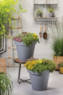 Rozchodnik Ościsty "Angelina" ( Sedum Reflexum )