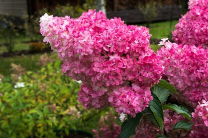 Hortensja Bukietowa "Diamant Rouge  - RENDIA" (Hydrangea Paniculata)