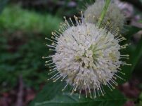 Guzikowiec Zachodni (Cephalanthus occidentalis) - 2