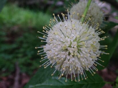 Guzikowiec Zachodni (Cephalanthus occidentalis)