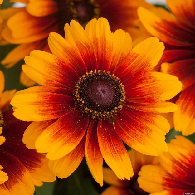 Rudbekia 