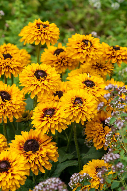 Rudbekia 