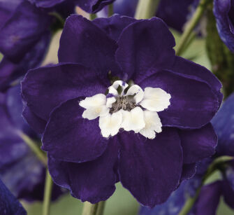 Ostróżka Ogrodowa "Magic Fountains Dark Blue / White Bee" (Delphinium X Cultorum)