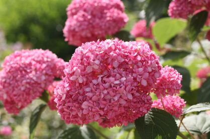 Hortensja Drzewiasta "Pink Annabelle" (Hydrangea Arborescens)