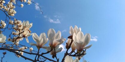 Magnolia Pośrednia " Alba Superba" (Magnolia Soulange`a)