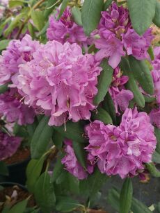 Różanecznik "Catawbiense Grandiflorum" (Rhododendron)