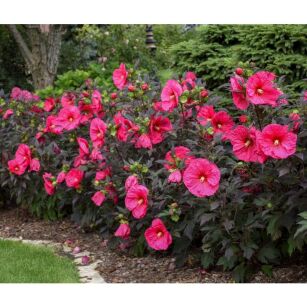 Hibiskus Bylinowy  "Evening Rose"  (Hibiscus Summerific)