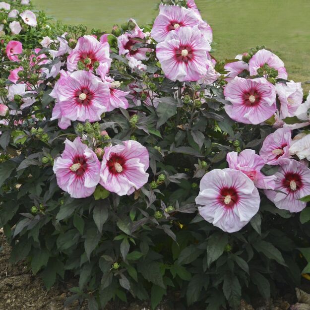 Hibiskus Bylinowy  