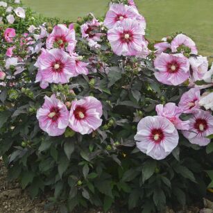 Hibiskus Bylinowy  "Cherry Choco Latte"  (Hibiscus Summerific)
