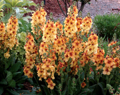 Dziewanna "Honey Dijon" (Verbascum)