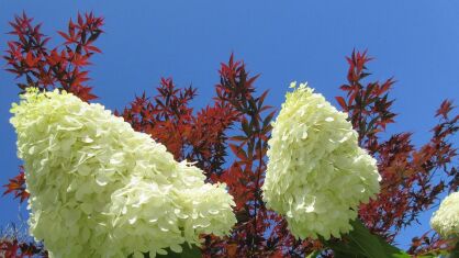 Hortensja bukietowa "Magical Moonlight" (Hydrangea paniculata)