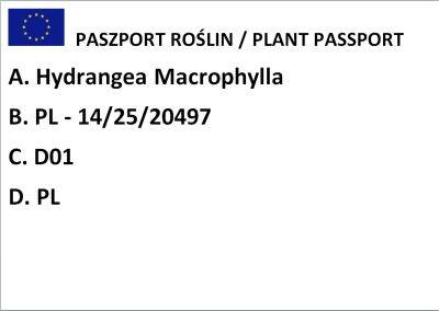 Hortensja Ogrodowa "Early Blue" ( Hydrangea Macrophylla )
