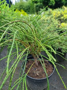Żywotnik Olbrzymi "Whipcord" (Thuja Plicata)