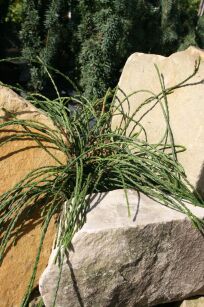 Żywotnik Olbrzymi "Whipcord" (Thuja Plicata)