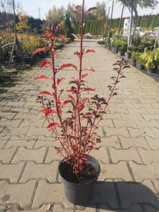 Enkiant Dzwonkowaty (Enkianthus campanulatus)
