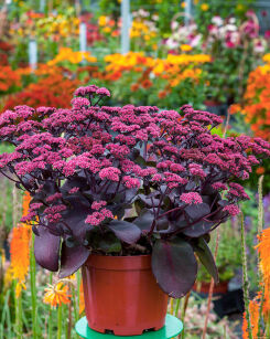 Rozchodnik Karpacki "Oriental Dancer" ( Sedum Telephium )