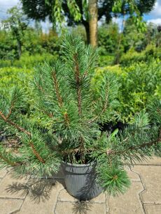 Sosna Hakowata (Pinus uncinata)