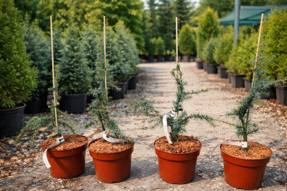 Cedr Himalajski "Karl Fuchs" (Cedrus Deodara)