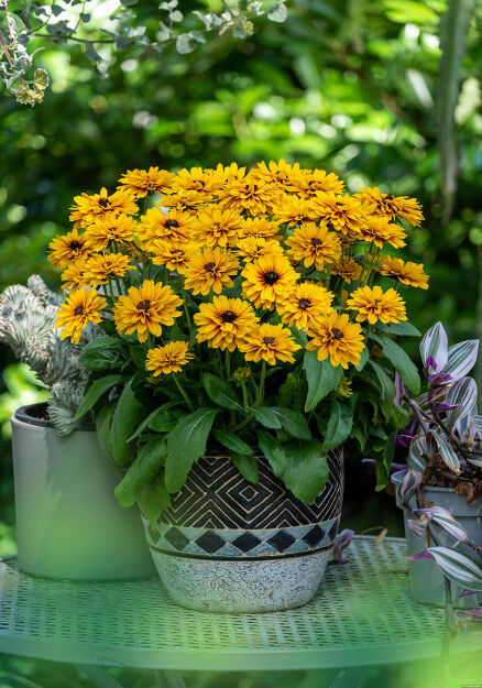 Rudbekia 