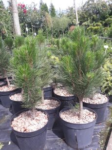 Sosna Czarna "Green Rocket" (Pinus Nigra)