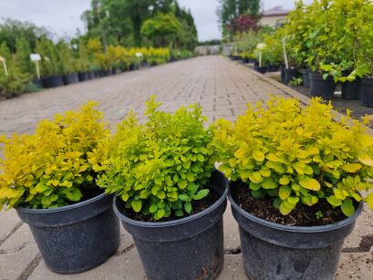 Berberys Thunberga "Golden Zwerg" (Berberis Thunbergii)