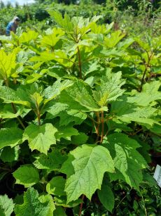 Hortensja Dębolistna "Black Porch" (Hydrangea Quercifolia)