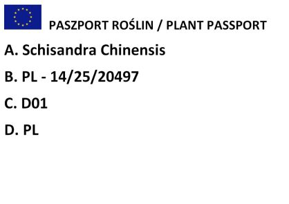 Cytryniec Chiński "Sadova No1" (Schisandra Chinensis)