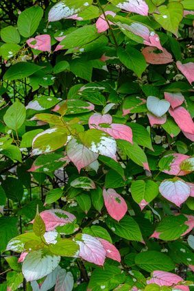 Aktinidia Pstrolistna „Dr. Szymanowski