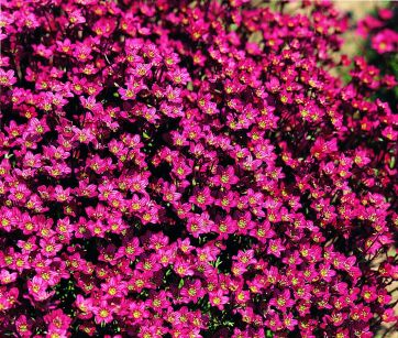 Skalnica Arendsa "Carpet Pink" (Saxifraga x Arendsii )