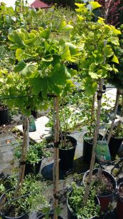 Miłorząb Dwuklapowy "Mariken" szczepiony (Ginkgo  Biloba)