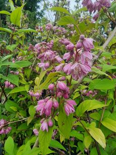 Żylistek Mieszany "Strawberry Fields" (Deutzia Hybrida)