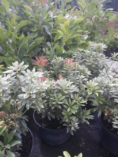 Pieris Japoński “Ralto” (Pieris Japonica)