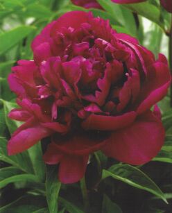Piwonia Chińska "Adolphe Rousseau" (Paeonia)