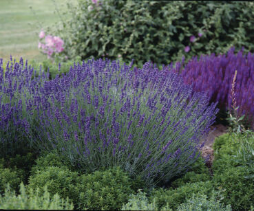 Lawenda Wąskolistna „Hidcote” (Lavandula Angustifolia)
