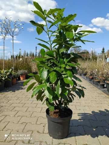 Laurowiśnia Wschodnia (Prunus Laurocerasus )