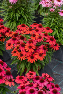 Jeżówka SunMagic "Vintage Ruby" (Echinacea)