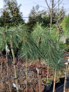 Sosna Gęstokwiatowa "Pendula" szczepiona (Pinus Densiflora)