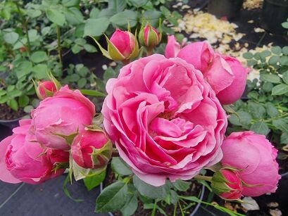 Róża Rabatowa "Pomponella"  (Rosa)